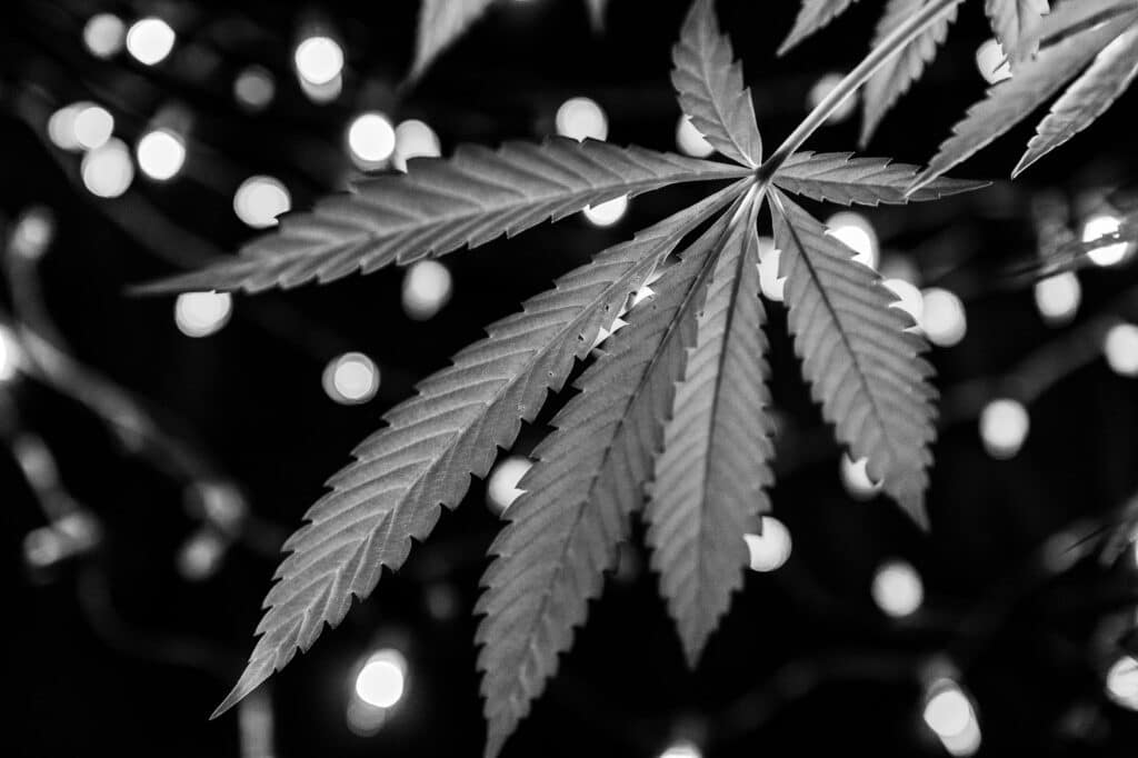 handel mit cannabis kcang